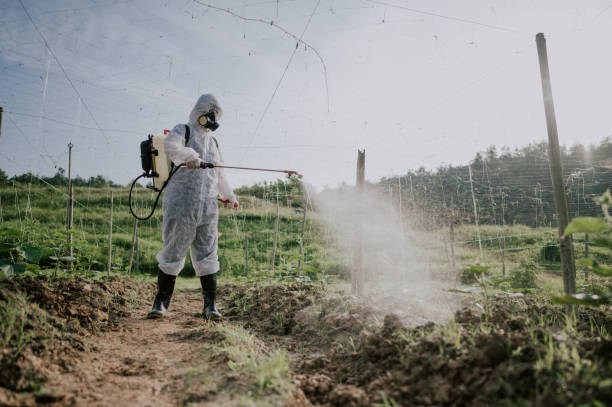 Best Pest Prevention Services  in Socorro, NM