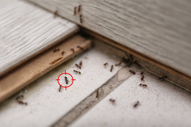 Pest Prevention Services in Socorro, NM