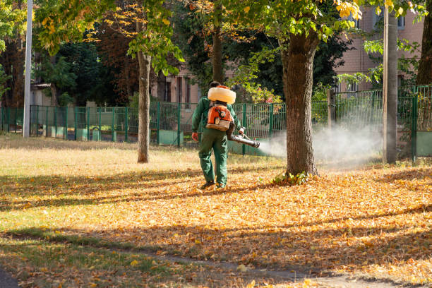 Best Flea Control Services  in Socorro, NM