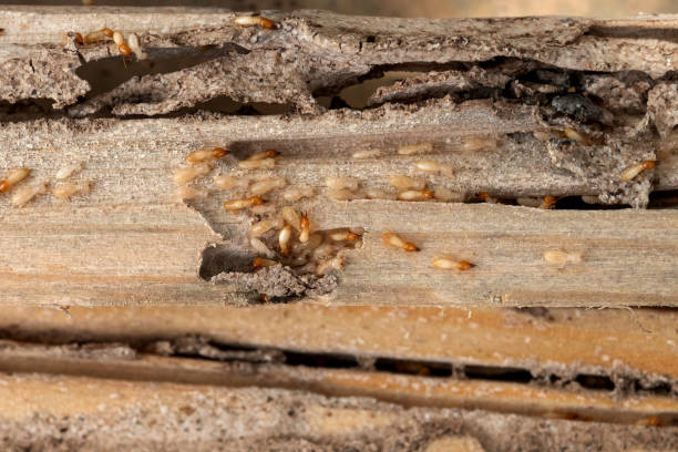 Best Ant Control Services  in Socorro, NM