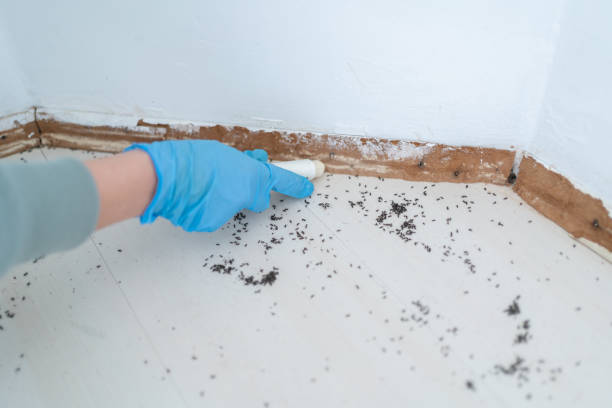 Best Pest Prevention Services  in Socorro, NM